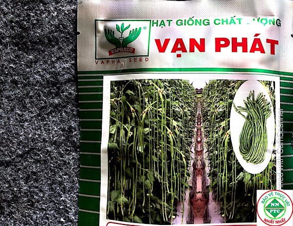 Hạt Giống Đậu Đũa Xanh Nhạt 757