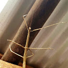 Walking Stick Insect