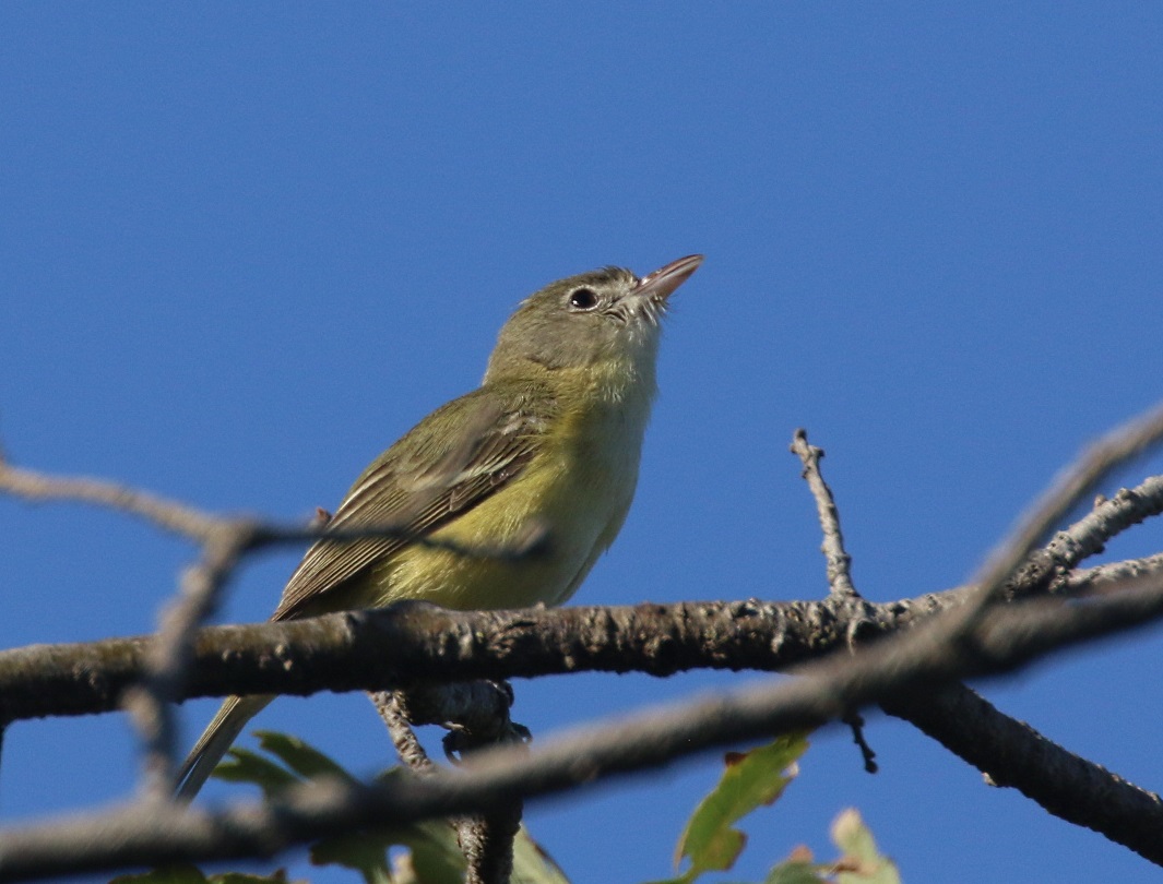 Bell's Vireo