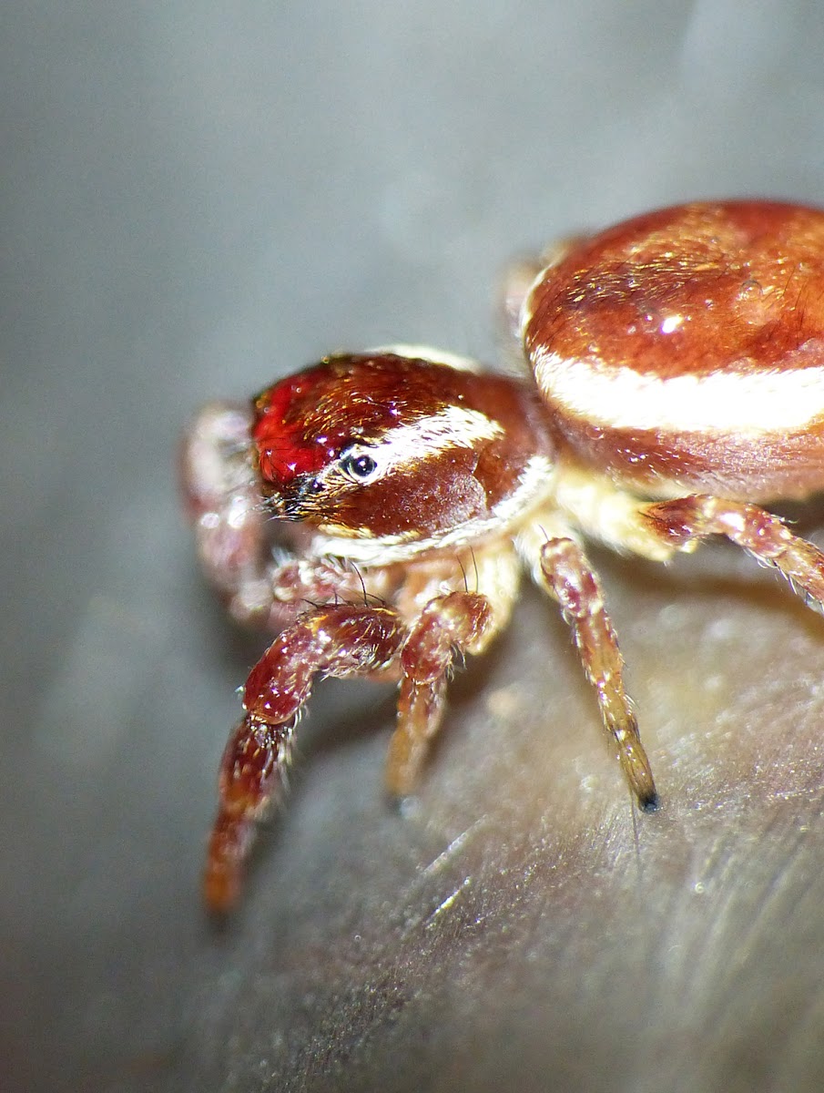 jumping spider