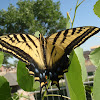 Eastern tiger swallowtail