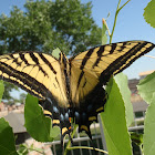 Eastern tiger swallowtail