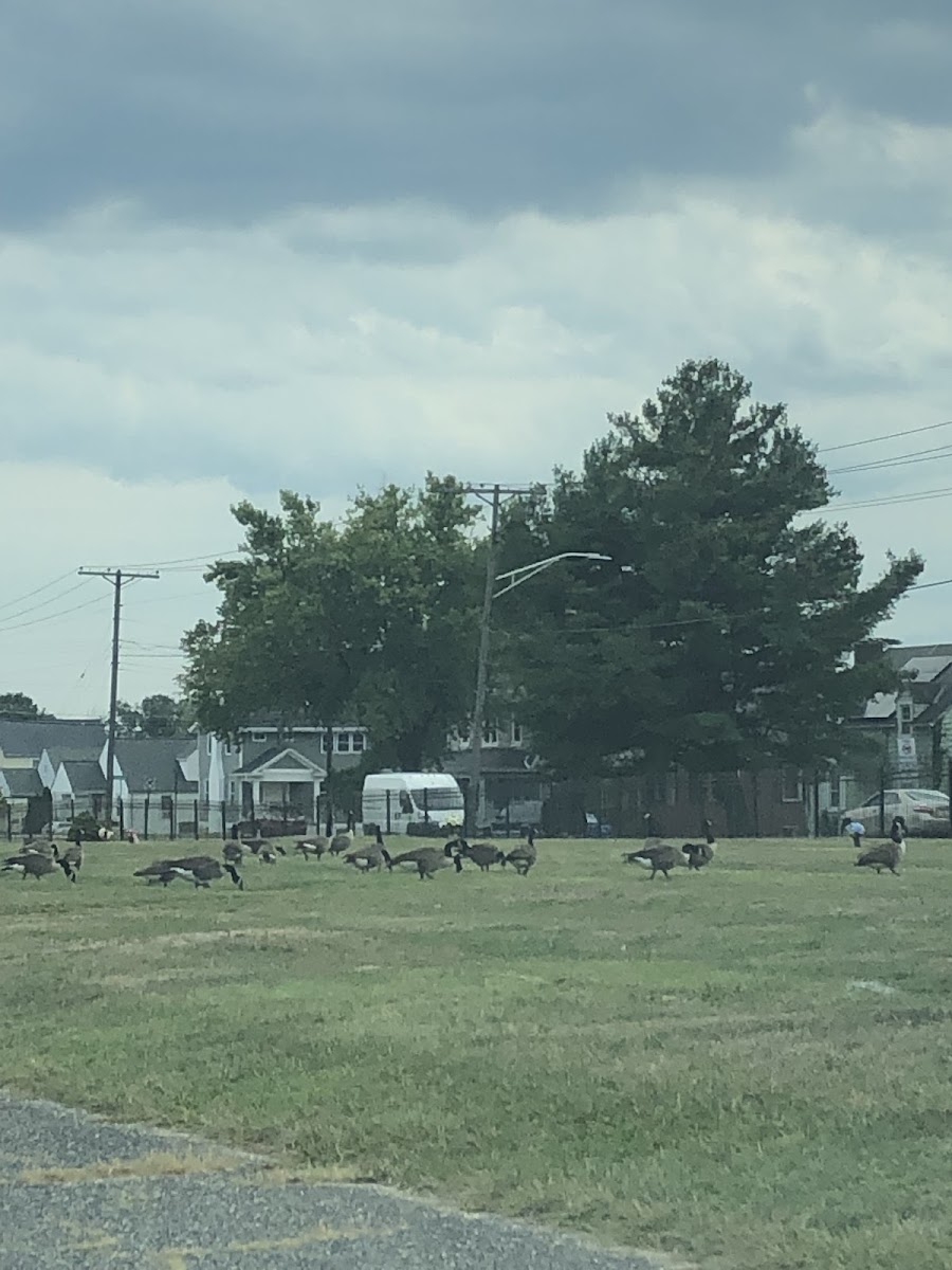 Canadian Geese