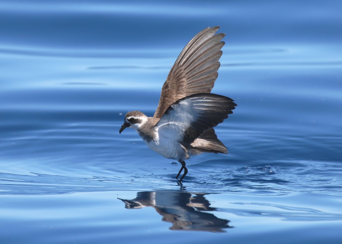 White-faced Storm Petrel (NZ)