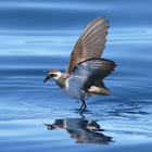 White-faced Storm Petrel (NZ)