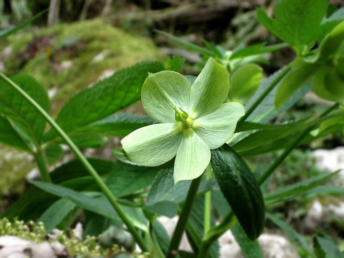 Helleborus