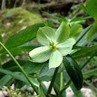 Helleborus