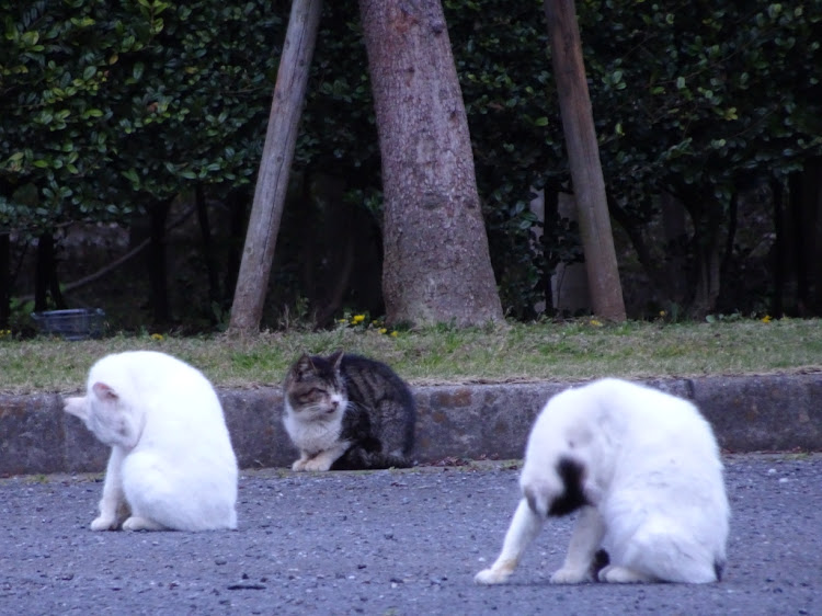 の投稿画像12枚目