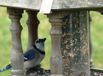 Squirrel Deterrent from your Bird Feeder