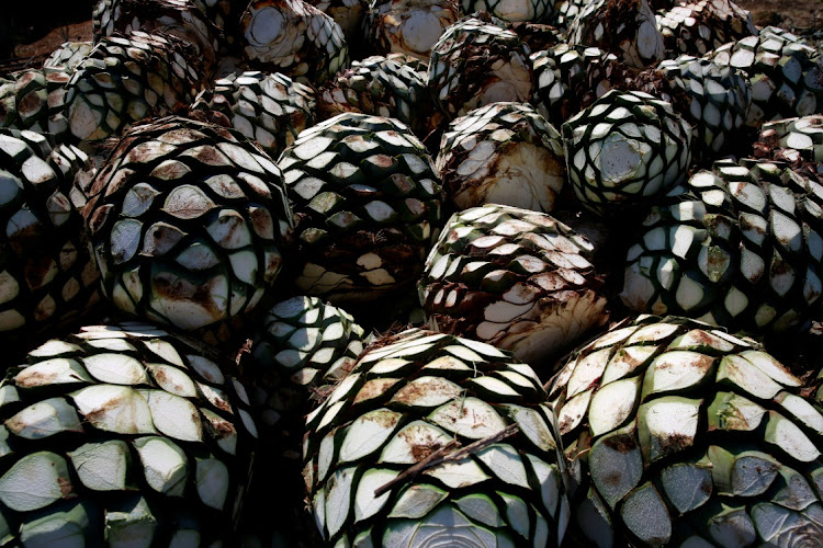 Agave tequilana or blue agave hearts are pictured on top of a truck on the outskirts of Tequila, Jalisco, Mexico on April 13, 2018. Blue agave is the base ingredient of tequila. File Picture: REUTERS/Carlos Jasso/File Photo