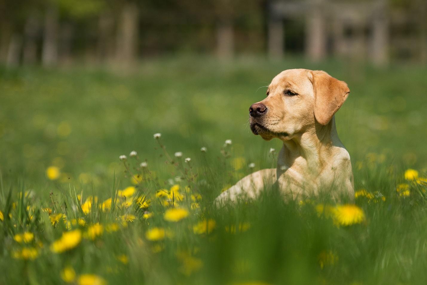 A dog lying on flowery grass.