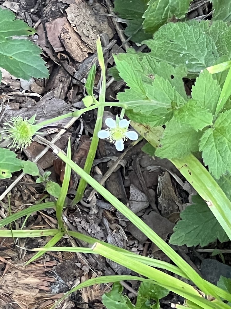 white avens