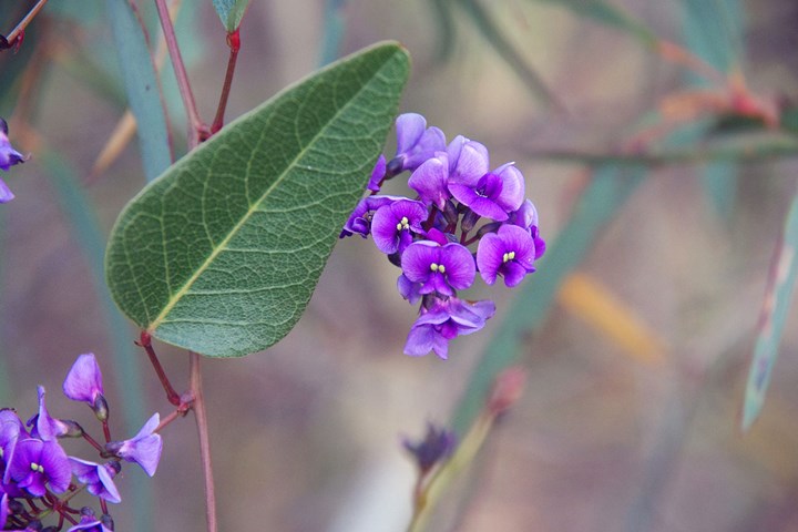 16. Happy wanderer (Hardenbergia violacea)