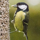 Great Tit