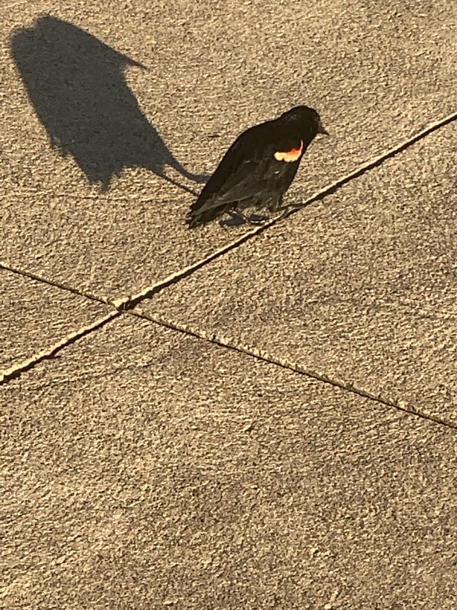 Red Winged Blackbird