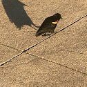 Red Winged Blackbird