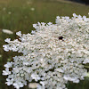 Queen Anne's Lace