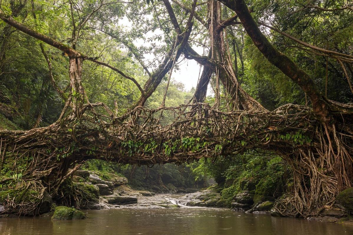 Los puentes de raíces vivas de la India se mantienen firmes durante siglos  | National Geographic