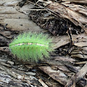 Slug caterpillar