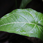 Arrowhead vine