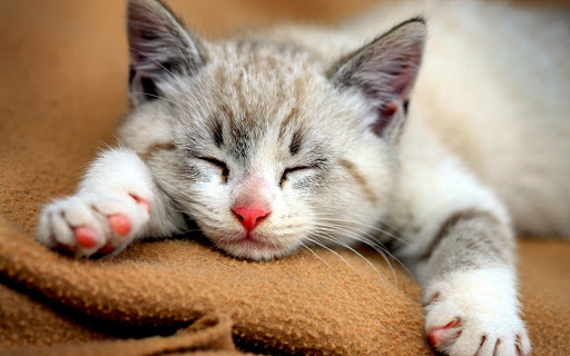 Cute Cat Live Wallpaper