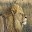 Animals Puzzle Download on Windows