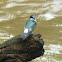 Mangrove Swallow