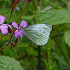 Green-veined White