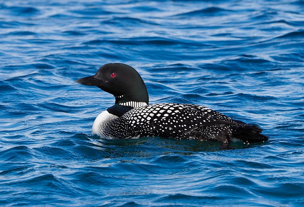 Colimbo grande (Common loon)