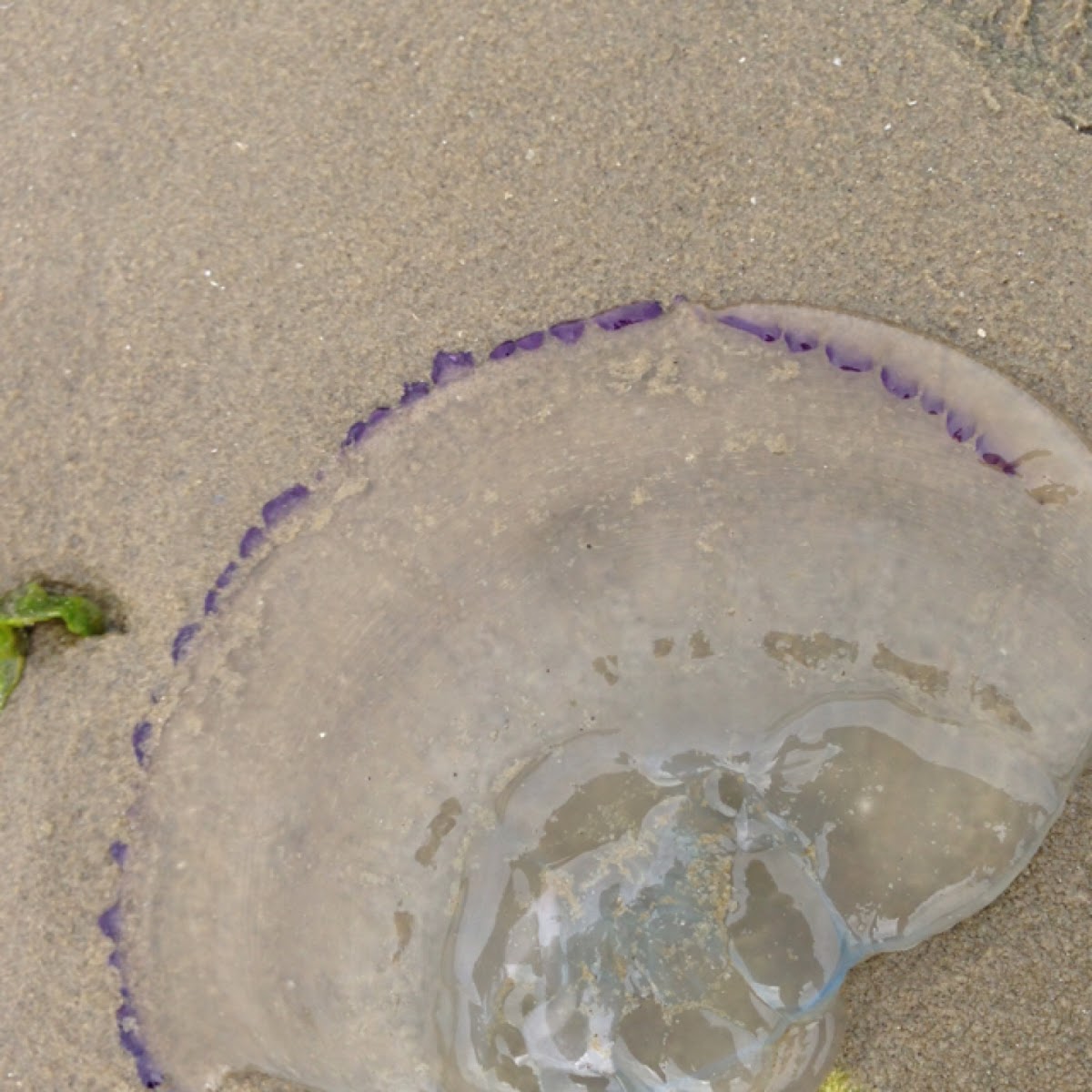 Barrel jellyfish