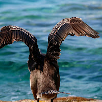 Il cormorano si prepara... a salire. di 