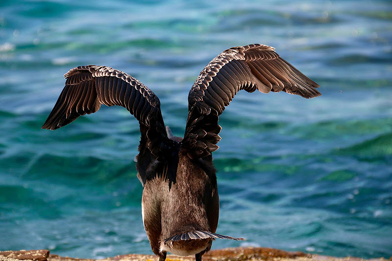 Il cormorano si prepara... a salire. di Benjaminb