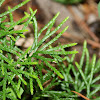 Groundcedar