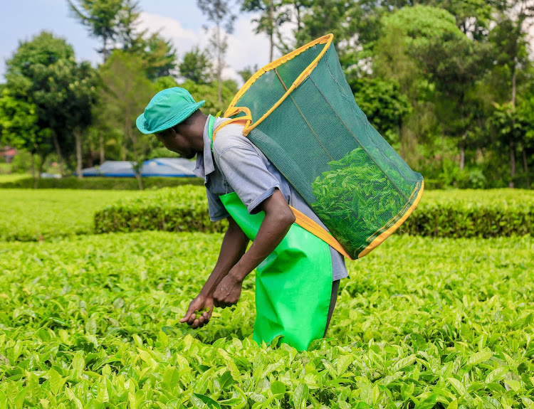 A worker picks tea in a farm.