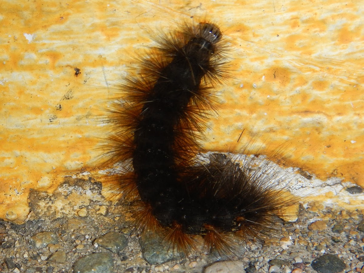 Caterpillar