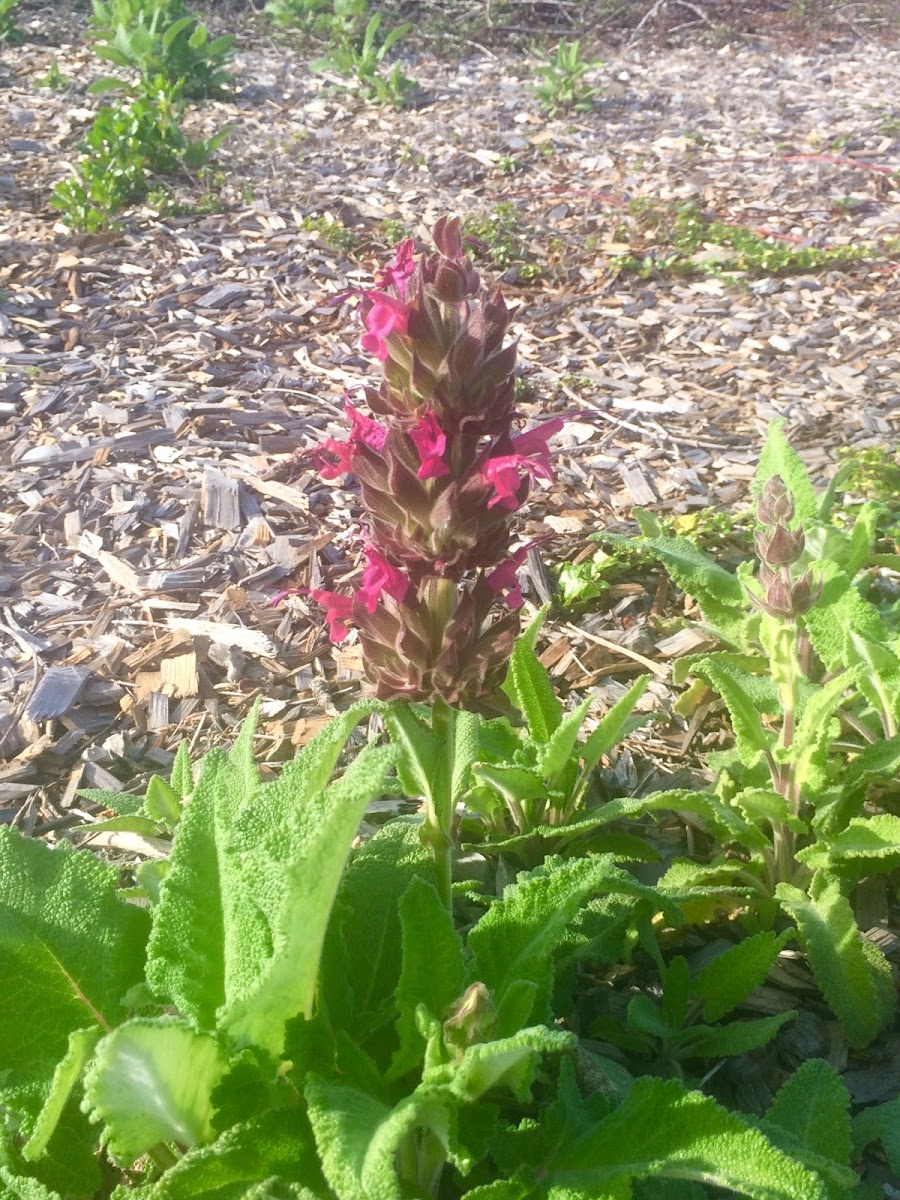 Hummingbird Sage