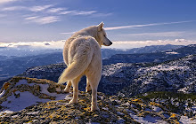 Wolf Wallpapers Wolf New Tab HD small promo image