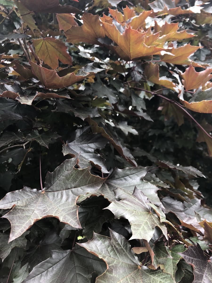 Crimson King Norway Maple