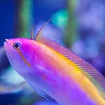 Cover Image of ダウンロード Lyretail Anthias Wallpapers 1.0 APK