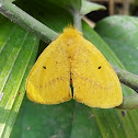 Erebidae moth