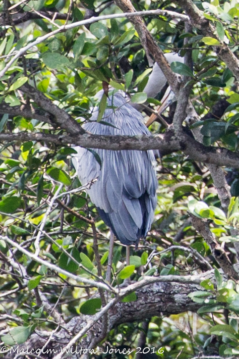 Grey Heron