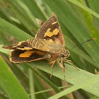 Splendid Ochre Skipper-female