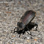 Darkling beetle