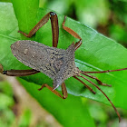 Shield bug