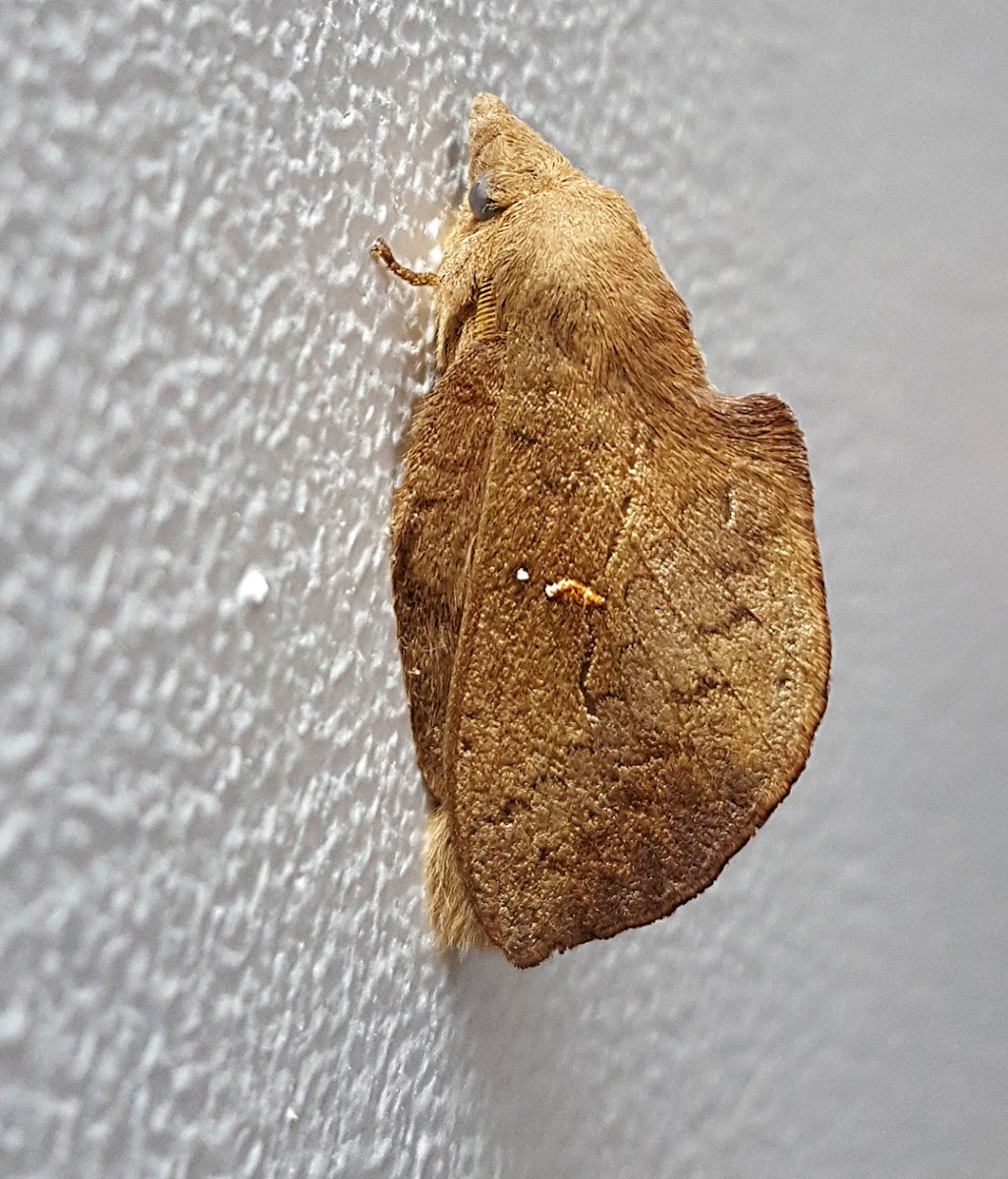 Lappet Moth