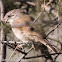 Spectacled Warbler; Curruca Tomillera