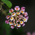 Common Lantana