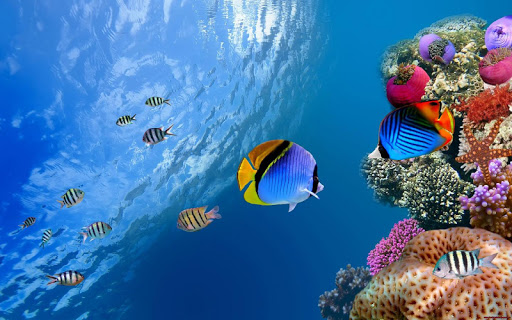 免費下載個人化APP|Aquarium Wallpaper app開箱文|APP開箱王