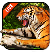 Tiger Live Wallpaper 2018 2.2.0.2500 Icon