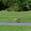 Red Fox with mange